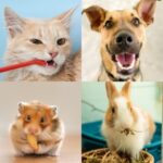 Expert Dental Care Tips for Dogs, Cats, Rabbits and Small Furries