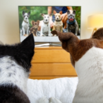 Southill Vets Talk Next-Level Dog Training: Virtual Classes and AI