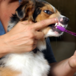 Southill Vets’ Guide to Cleaning Your Dog’s Teeth