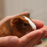 Making Wincanton Small Furry Pets Feel Loved