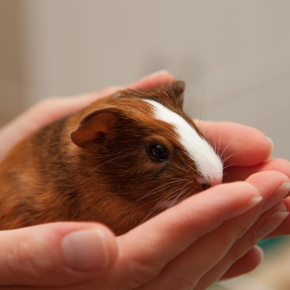 Making Wincanton Small Furry Pets Feel Loved