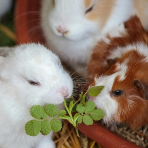 How to Choose the Right Plants for Your Pet’s Edible Garden