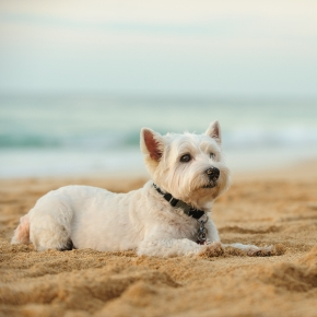 Looking for Dog-Friendly Days Out Near You? Get Our Fun Guide