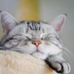 How Do I Tell if My Pet is Happy?