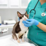 What Jobs Do Our Veterinary Nurses Help With?