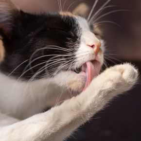 Why is My Cat Excessively Scratching? Find Out!