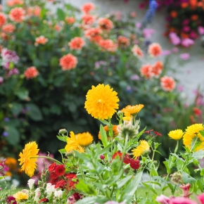 Which Summer Plants are Safe for Dogs, Cats and Rabbits?