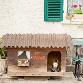 Create a Cool Garden Spot Just for Cats this Summer