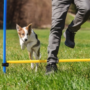 Why a DIY Dog Agility Course is a Great Idea for Summer