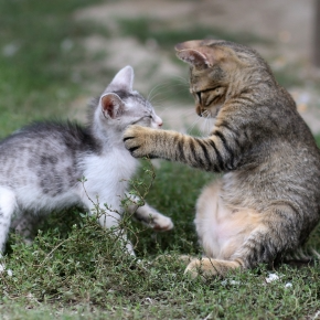 Cat Territory Issues? Read Tips from Southill Vets