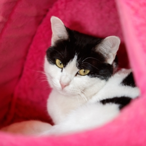 International Cat Day Fun with Our Vets in Wincanton