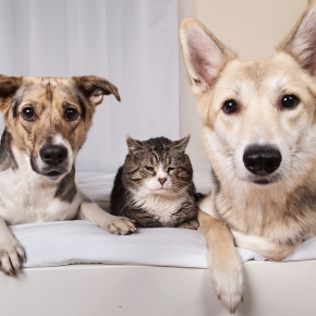 Simple Changes to Support Arthritic Pets at Home