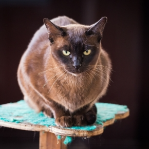 Vet Bob O’Brien on Preventing Diabetes in Dogs, Cats & Rabbits