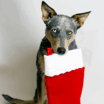 Christmas Pet Gifts on a Budget: Ideas from Southill Vets