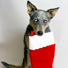 Christmas Pet Gifts on a Budget: Ideas from Southill Vets