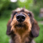 Making Scents of the World: Nose Work in Dogs