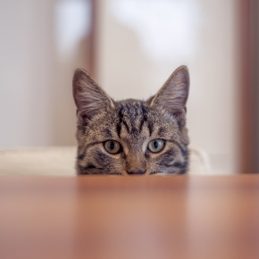 Why Do Cats Knock Things Over? Insights from Vet Bob O’Brien