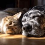 Gentle Care for Older Pets: Advice from Southill Vets
