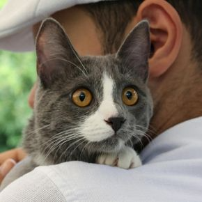 Nurturing Pet Health & Bonds with Wincanton Vets