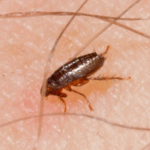 Read Bob’s Guide to The Real “March Flea Spike”