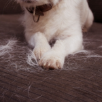 Why Is My Pet Losing Hair? Southill Vets Explains