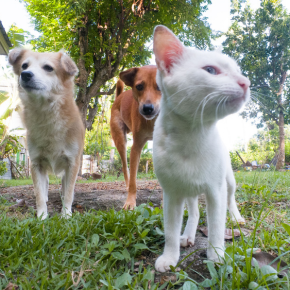Bob O’Brien Explains the Key Milestones in Your Pet’s Life