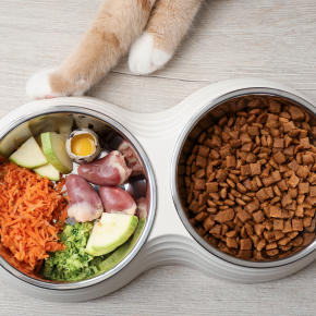 What is A Healthy Pet Weight for Summer in Wincanton