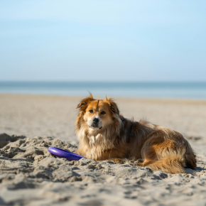 Can Cats, Dogs and Rabbits Get Sunburned? Southill Vets Explains