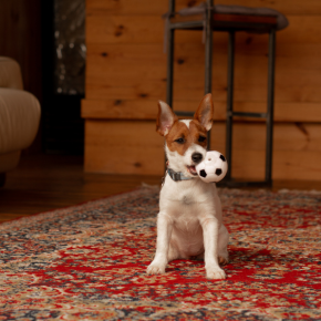 Planning a UK Holiday with Your Dog? Tips From Vets in Wincanton