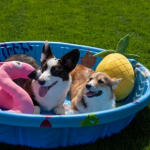 Should Dogs Use Paddling Pools? Bob O’Brien Explains