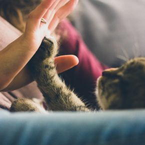 How to Tell If Your Cat Loves You – Insights from Southill Vets
