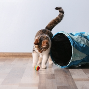 Smart Playtime: Interactive Toys That Keep Pets Engaged Alone