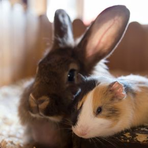 Autumn Prep: Checks for Rabbit and Guinea Pig Housing in Wincanton