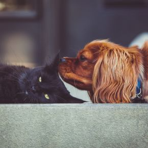 Bob O’Brien on Spotting Subtle Signs of Pain in Pets