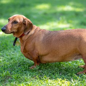 Vet Bob O’Brien on Foods That Contribute to Pet Obesity