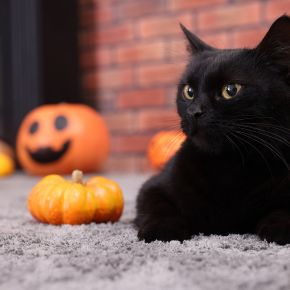 Is Your Pet Ready for Halloween? How to Prepare