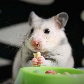 Wincanton Vets Share Autumn Adjustments for Small Pets